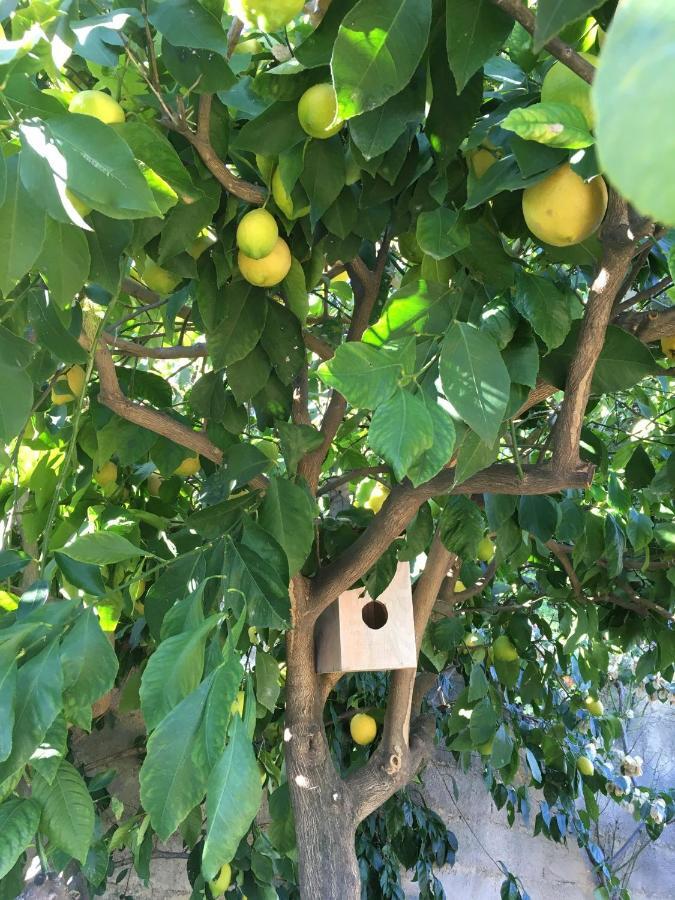 Bed and Breakfast Au Pied Des Baous Vence Exterior foto